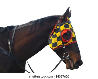Race Horse With Checkered Blinkers Isolated With Clipping Path
