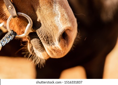 Race Horse Close Up Detail On The Jaw