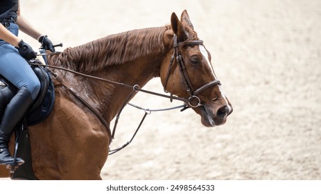 RACE HORSE COMPETITION ARENA  JOCKEY ON HORSEBACK  - Powered by Shutterstock