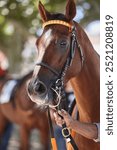 Race horse head detail. Purebred in the hippodrome. Derby