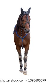 Race Horse Jockey Isolated On A White Background, The Horse Stands In Front