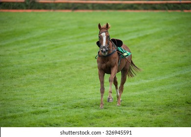 Race Horse On The Loose After Jockey Falling Off