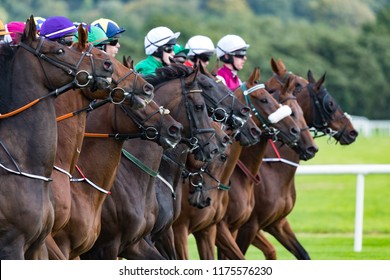 Race Horses And Jockeys Lining Up At The Start Line On The Race Track