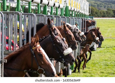 Horse Starting Gate Images Stock Photos Vectors Shutterstock