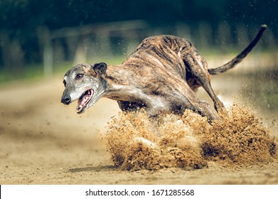 23,940 Greyhound Images, Stock Photos & Vectors | Shutterstock