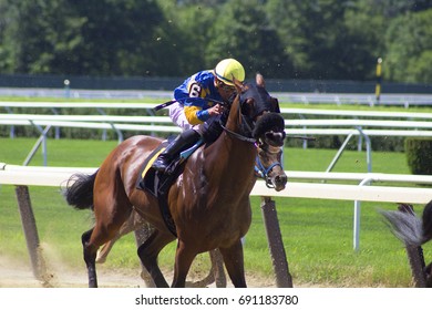 Racehorse Coming Around The Bend At Belmont Racetrack