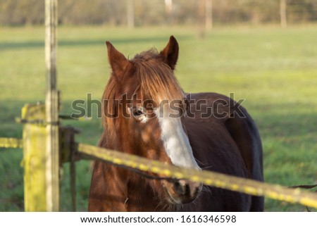 long face, little horse