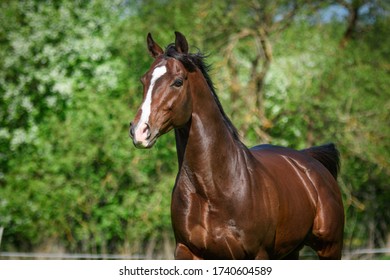 
Racehorse In The Paddock - A1/1