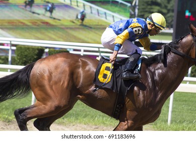 Racehorse Winning At Belmont Racetrack