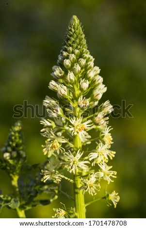 Similar – Image, Stock Photo Close-up of a fallow deer cow on a meadow, in the background a second animal