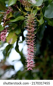 Raceme Of Pink Flowers Of An Australian Native Macadamia, Family Proteaceae. Endemic To Northern New South Wales And Queensland.