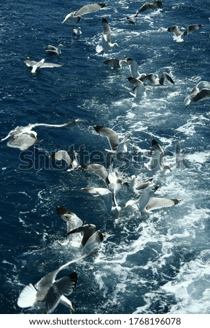 Similar – Image, Stock Photo formation seagulls Ocean