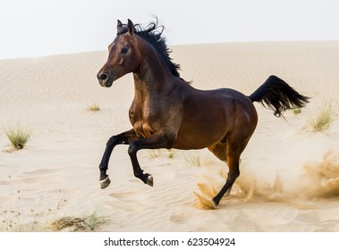 Racing Arabian stallion in the desert
