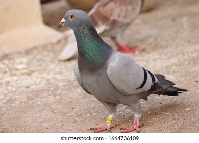  Racing Homer Pigeon  Of  Chennai