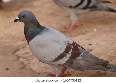  Racing Homer Pigeon  Of  Chennai