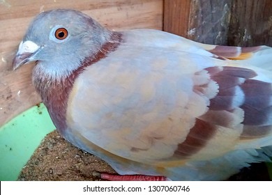 Racing Homer Pigeon Hatching Eggs In Home Loft