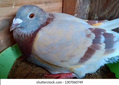 Racing Homer Pigeon Hatching Eggs In Home Loft