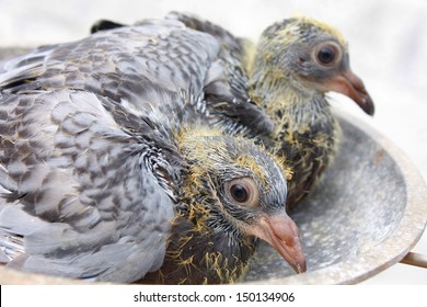 Racing Homer Pigeon Nestlings Bird Sitting Together .