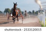 Racing horse trot and rider on a track of racetrack. Competitions for trotting horse racing. Horses compete in harness racing on a sunny day. Trotting horse race. Sport banner