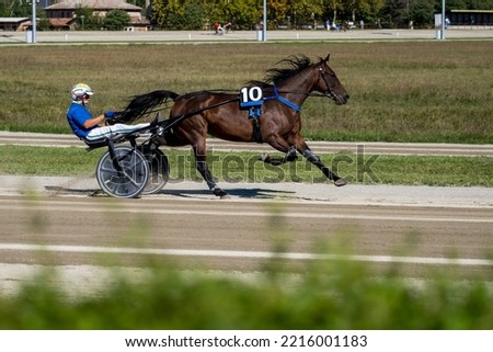 Racing horses trots and rider on a track of stadium. Competitions for trotting horse racing. Horses compete in harness racing on a sunny day. Horse runing at the track with rider. 

