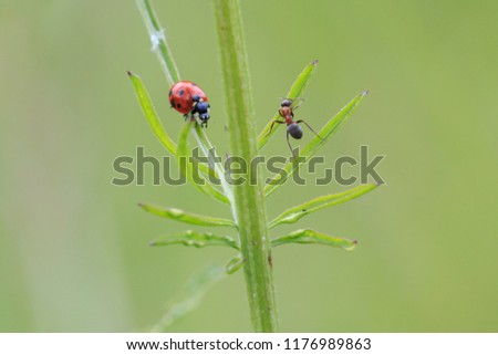 Racing insects. Ant chase a seven-point ladybird or ladybug on grass with blurred green background. Summer meadow.