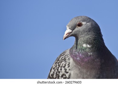 Racing Pigeon