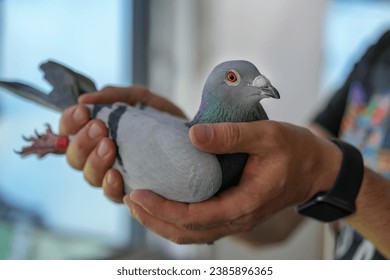 racing pigeon champion at pigeon fancier competitions. passenger pigeon portrait.