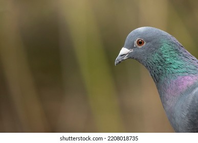 Racing Pigeon Columba Livia Domestica Adult