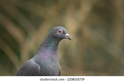 Racing Pigeon Columba Livia Domestica Adult