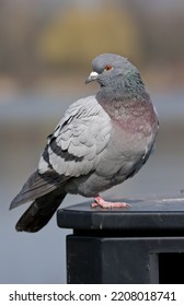 Racing Pigeon Columba Livia Domestica Adult