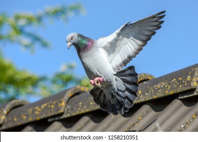 Racing pigeon comes home and prepares for landing