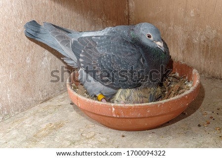 A racing pigeon on her nest keeping her seven days old chick warm on the pigeon loft