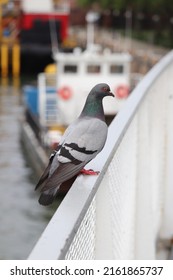 Racing Pigeon Perched On Ferry Boat Railing At Ellis Island