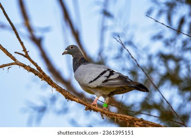 a racing pigeon rests on a tree branch.
