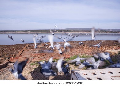 Racing Pigeons Being Let Loose At Witsand, South Africa