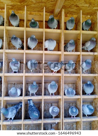 Racing Pigeons in Seperate Racing Boxes inside cage
