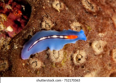 Racing Stripe Flatworm