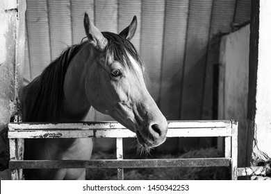 Racing White Hourse In Stable In Black And White