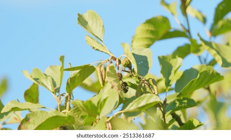 Rack focus. Branch of alnus glutinosa. Female alder or alnus catkins swaying and trembling in wind.