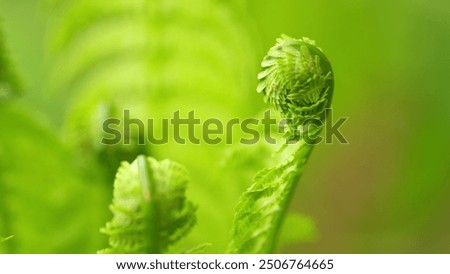 Rack focus. Fern leaves foliage in the forest. Young leaves of matteuccia struthiopteris, ostrich fern.