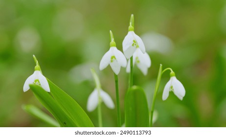 Rack focus. White Snowdrop Flowers. Snowdrops Or Galanthus Nivalis In Bloom. Snowdrop Flowers. Snowdrops Bloom Outdoors In Spring For March 8 Holiday. - Powered by Shutterstock