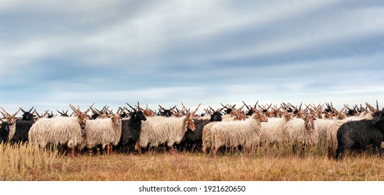 Racka Sheep Hortobagy National Park, Hungary