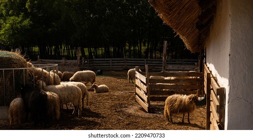 Racka, Hortobágy Racka Sheep In Shed Outdoor Farm