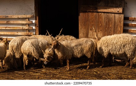 Racka, Hortobágy Racka Sheep In Shed Outdoor Farm