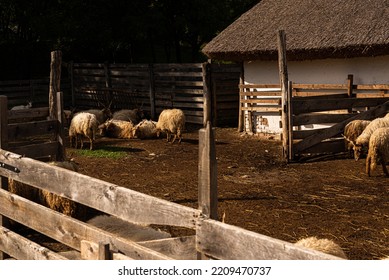 Racka, Hortobágy Racka Sheep In Shed Outdoor Farm