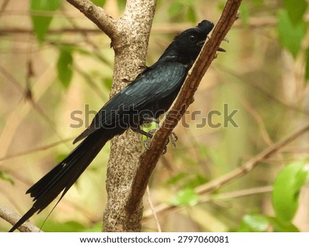 Racket tailed Drongo perched on branch
