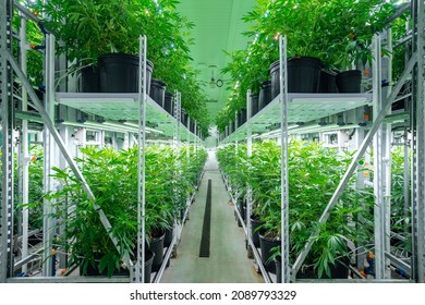 Racks Of Cannabis Plants In A Grow Room               