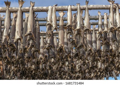 Racks full of dried codfish, Lofoten, Norway