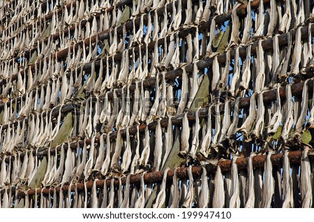 Racks full of dried codfish, Svolvaer, Lofoten, Norway