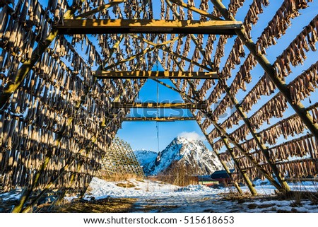  Racks full of dried codfish, Svolvaer, Lofoten, Norway